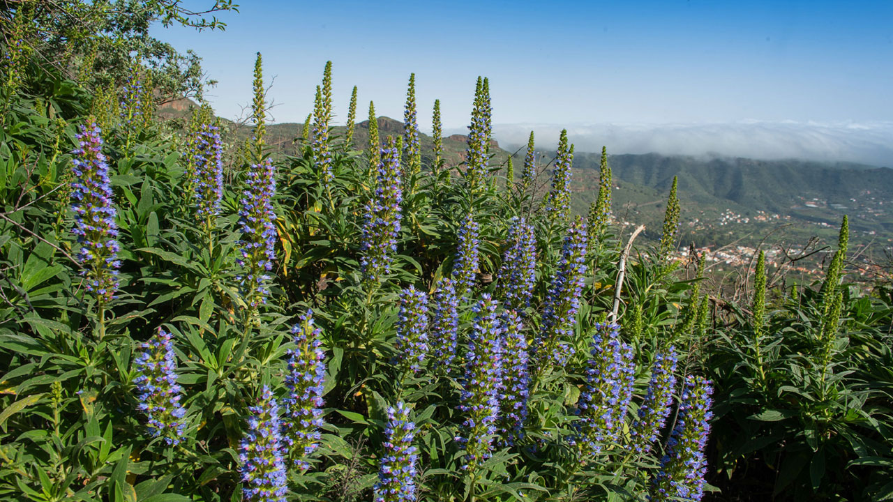 Tajinastes blue landscape in Tenteniguada, Valsequillo, Gran Canaria