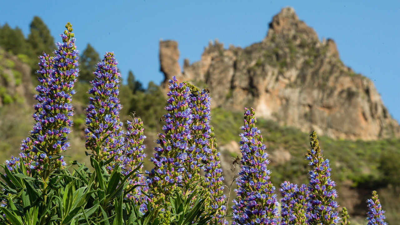 Tenteniguada, Valsequillo de Gran Canaria