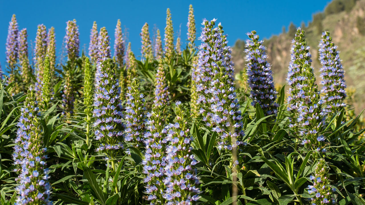 „Tajinastes azules". Tenteniguada, Valsequillo de Gran Canaria