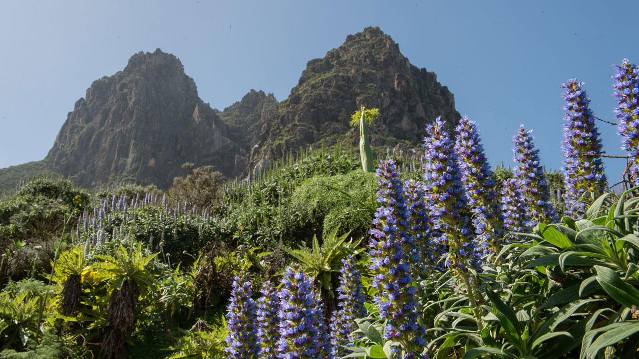 Tajinastes en la zona de Tenteniguada, en Valsequillo de Gran Canaria