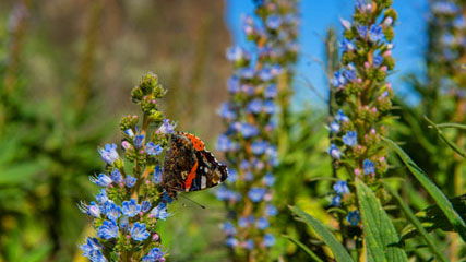 Tajinaste azul y mariposa, paisaje de Gran Canaria Tajinaste azul y mariposa, paisaje de Gran Canaria