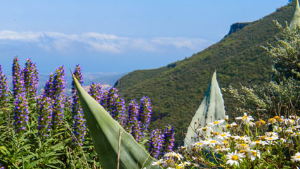 Tajinaste azul and Margaritas (flowers)