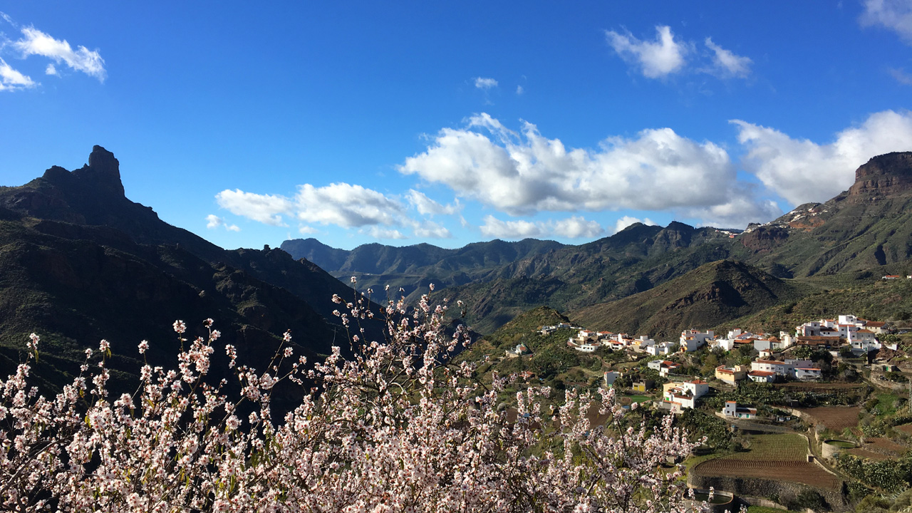 Almendro en Flor en el pueblo de Tejeda, Gran Canaria