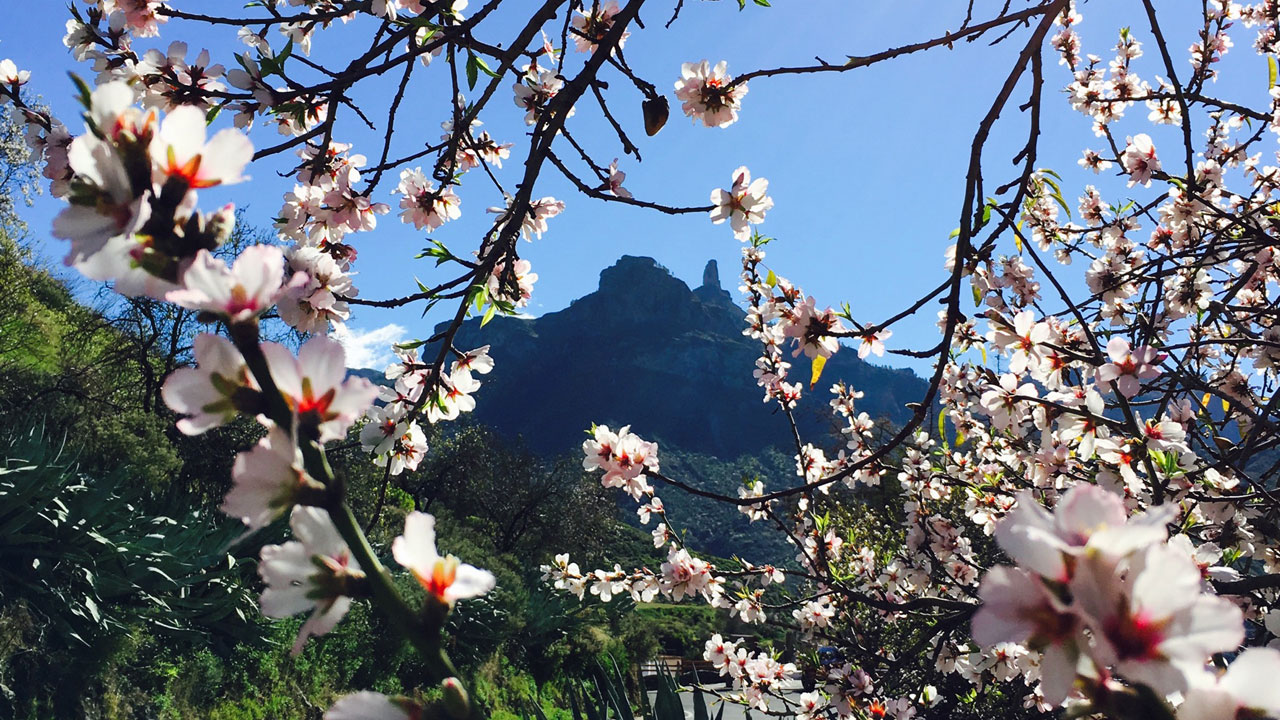 Roque Nublo, entre almendros en flor