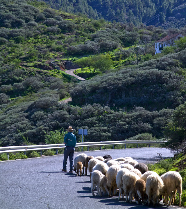 Un pastor pastorea en Gran Canaria