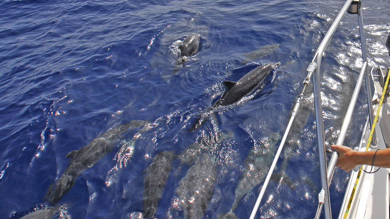 Observación de cetáceos desde un barco en alta mar