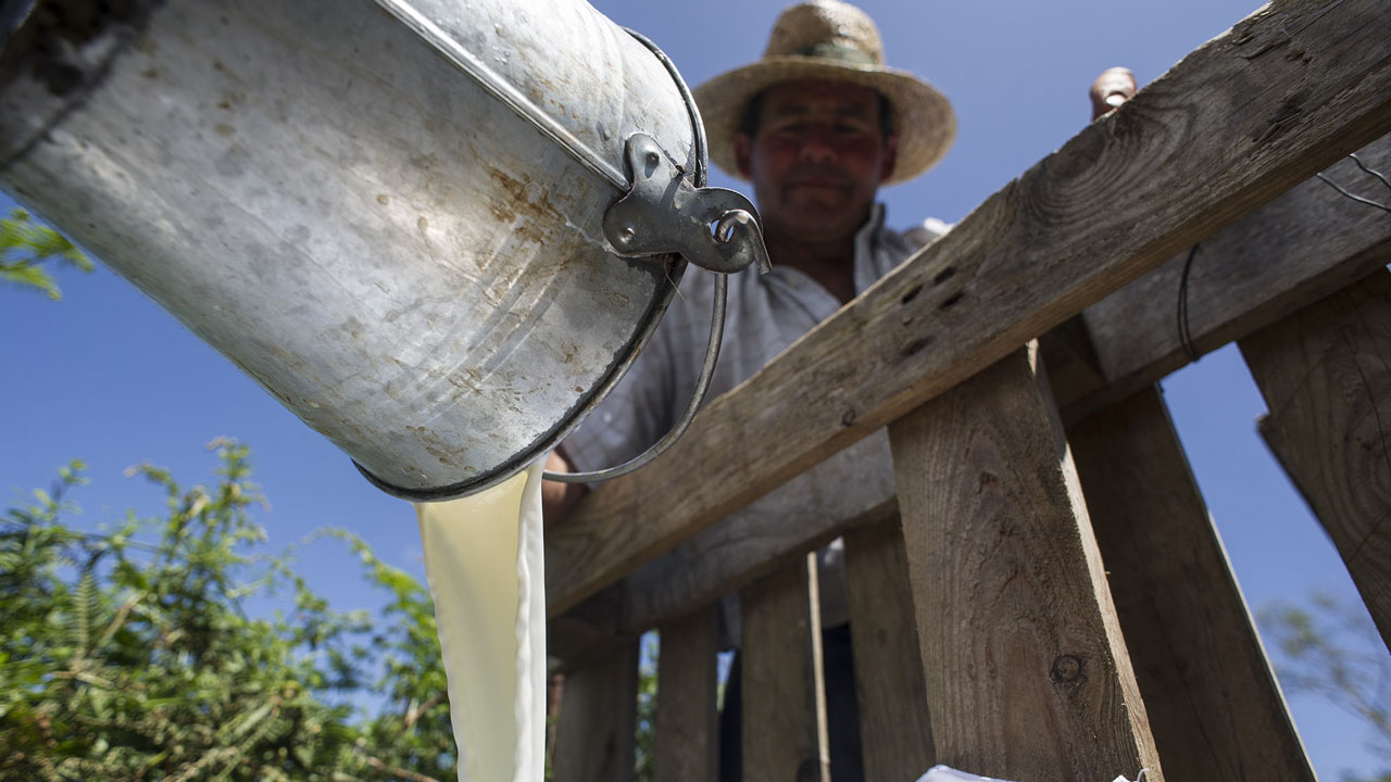 Leche de oveja canaria