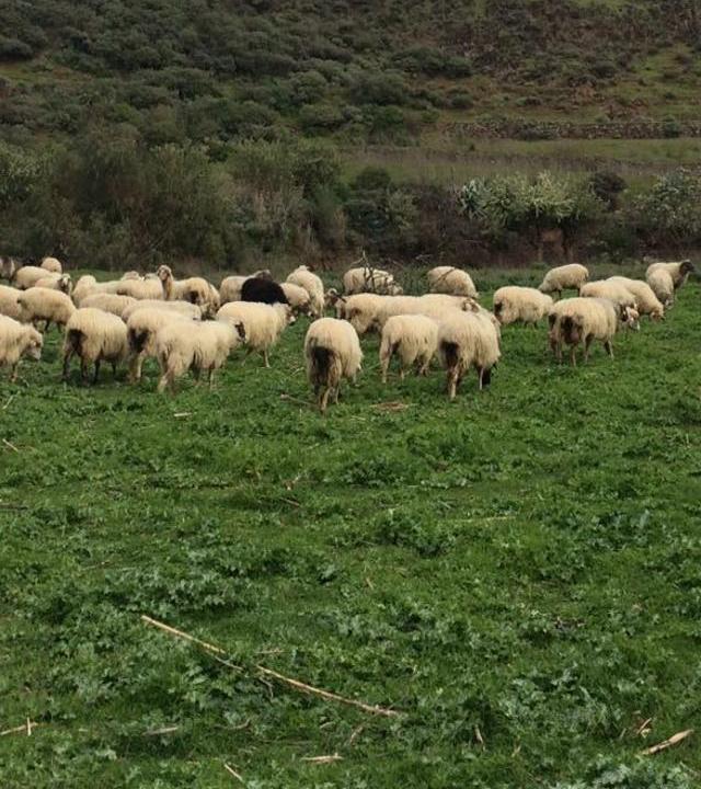 Rebaño de Ovejas en el Norte de Gran Canaria