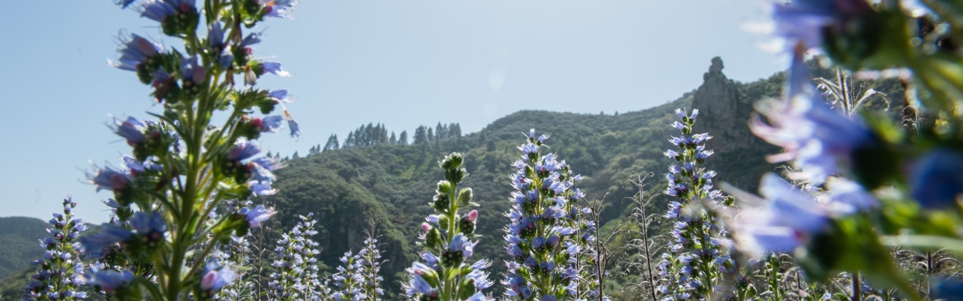 El Tajinaste de Gran Canaria