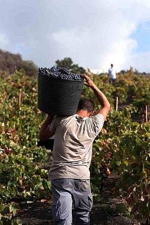 Trabajador cargando en la vendimia