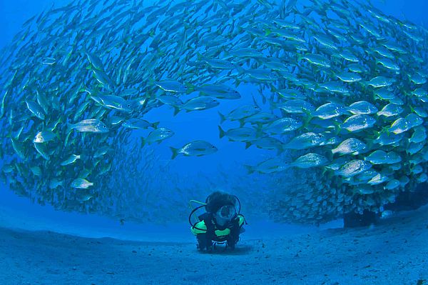 Buceando entre banco de peces 