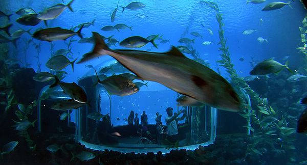 Poema del Mar Aquarium