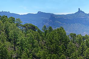 Tamadaba Natural Park, Gran Canaria