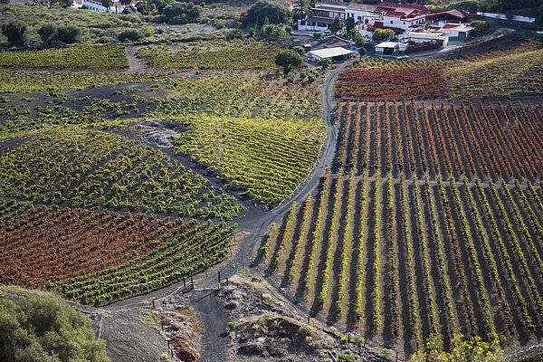 Viñedos en la Caldera de Bandama