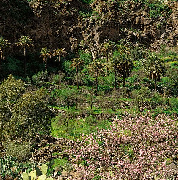 Barranco de Guayadeque