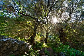 Naturaleza en Gran Canaria