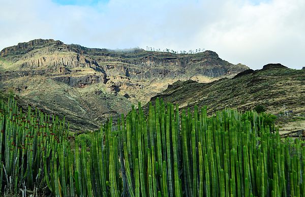 [] Cardones bajo el Pinar de Inagua