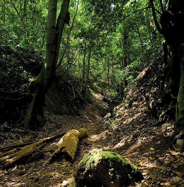 Finca de Osorio