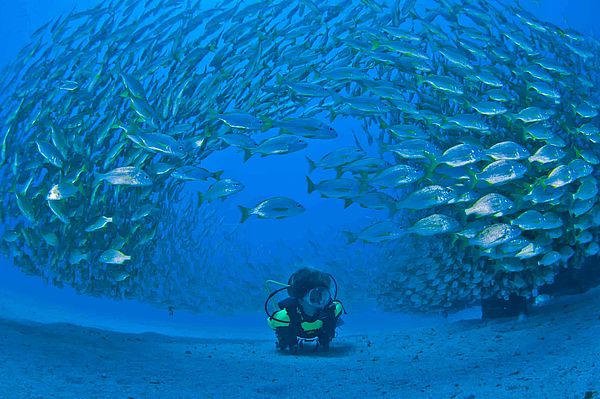 Fiskstim på havsbotten på Gran Canaria