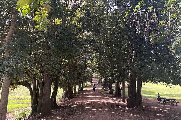 Adentrándose en la vegetación de la finca de Osorio, en Gran Canaria