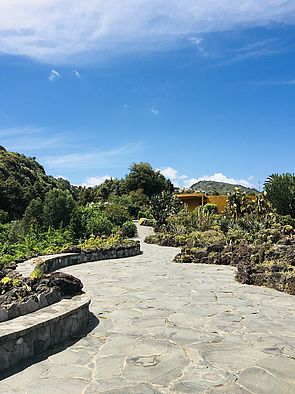 [] Jardín Canario Botánico Viera y Clavijo