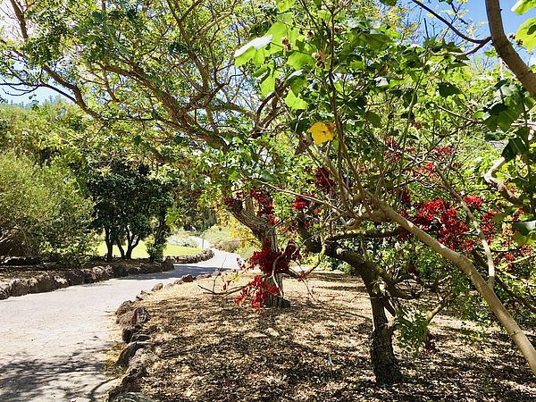 Kanaryjski Ogród Botaniczny „Viera y Clavijo”