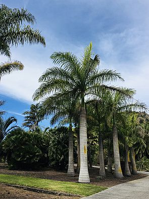 Jardín Botánico Canario &quot;Viera y Clavijo&quot;