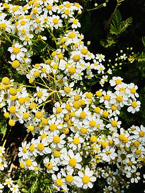 Kanaryjski Ogród Botaniczny „Viera y Clavijo”