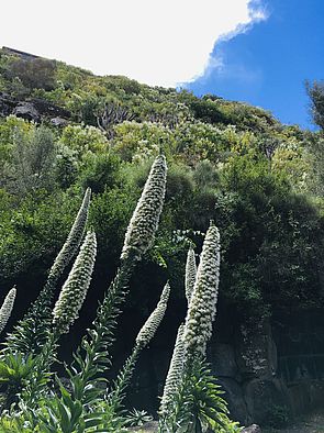 [] Jardín Botánico Canario &quot;Viera y Clavijo&quot;