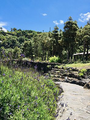 Jardín Canario Botánico Viera y Clavijo