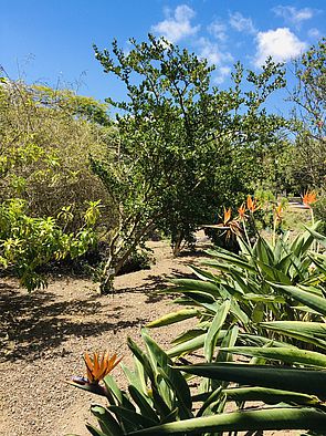 Jardín Botánico Canario &quot;Viera y Clavijo&quot;