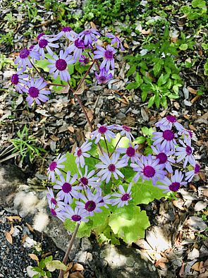 Kanaryjski Ogród Botaniczny „Viera y Clavijo”