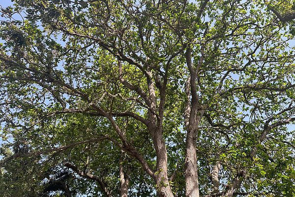 El cielo arbolado de la Finca de Osorio en Gran Canaria