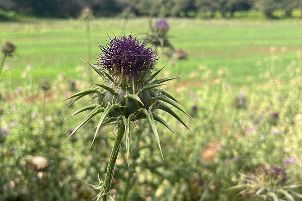 Vegetación de la Finca de Osorio en Gran Canaria