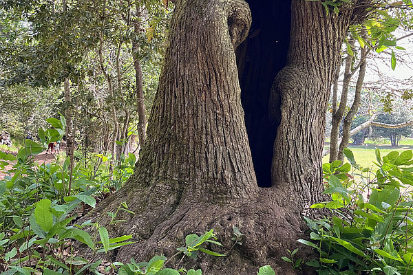 Uno de los árboles de la Finca de Osorio en Gran Canaria