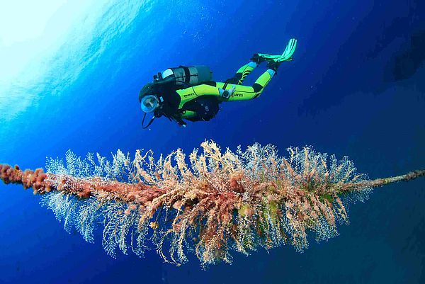 Girl dives next to coral