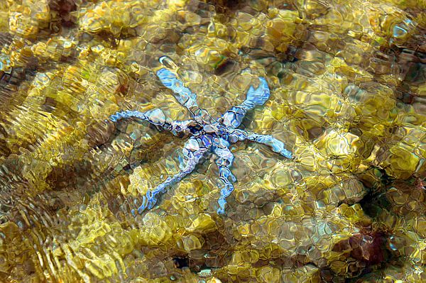 Estrela do mar Gran Canaria