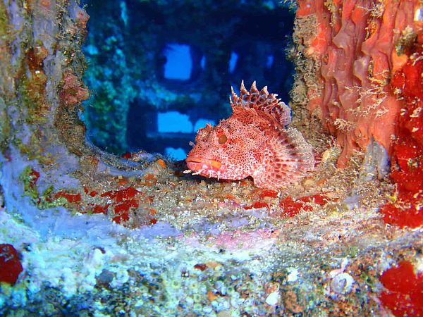 Seabed Gran Canaria