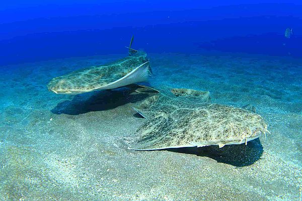 Mantas marinas Gran Canaria