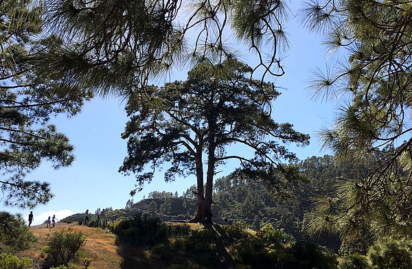 [] Árbol de Casandra