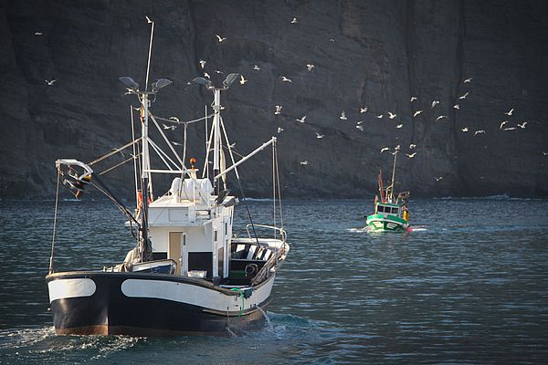 Barcos pesqueros en Agaete