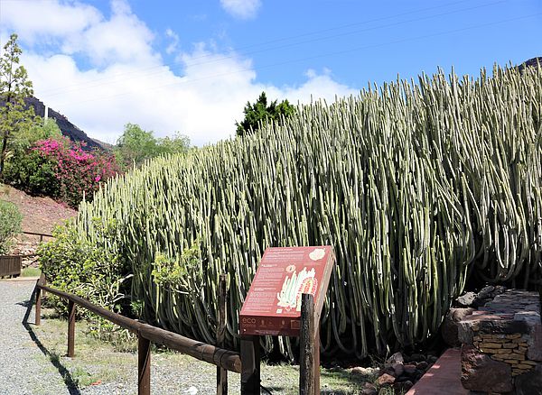 Veneguera