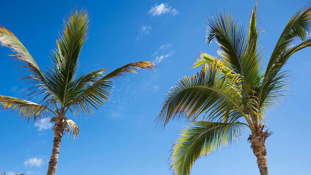 Palmbomen tegen een blauwe hemel op een strand in Mogán.