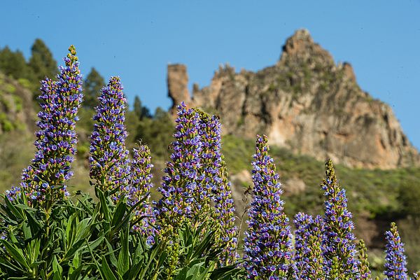 Ruta Tajinaste Azul