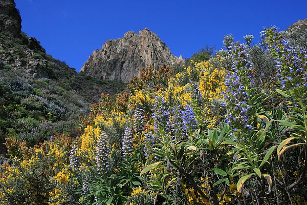 Ruta Tajinaste Azul