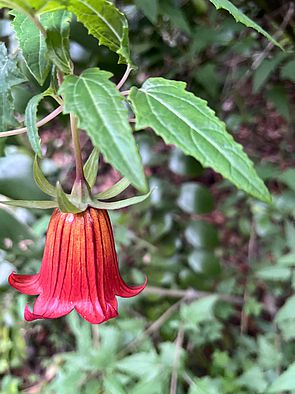 Flor Canarina canariensis