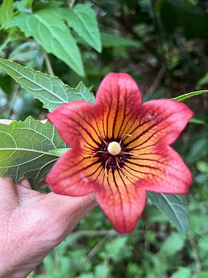 Flor Canarina canariensis