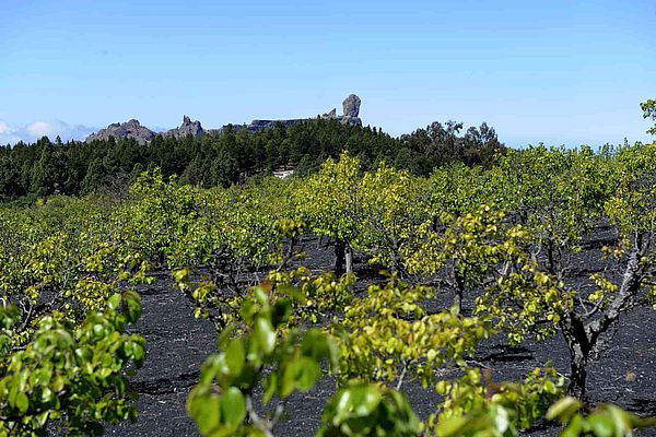 Viñedo con Roque Nublo