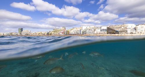  Fotosub Las Palmas de Gran Canaria