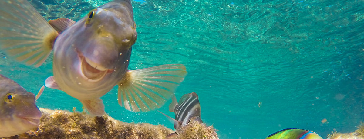 Submarinismo en Gran Canaria